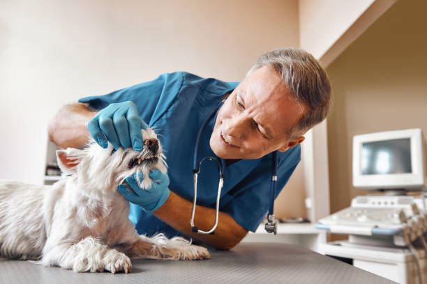 Best Same-Day Emergency Dental Services in Olathe, KS